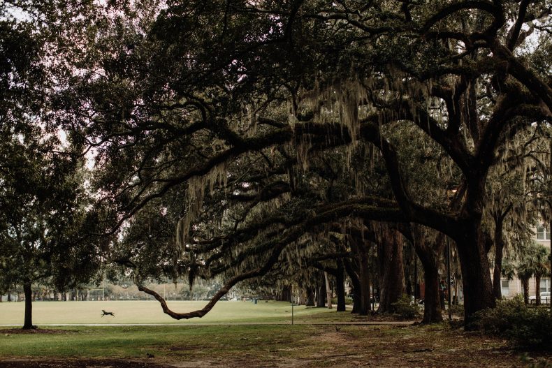 dog leaping the open field under spanish moss trees